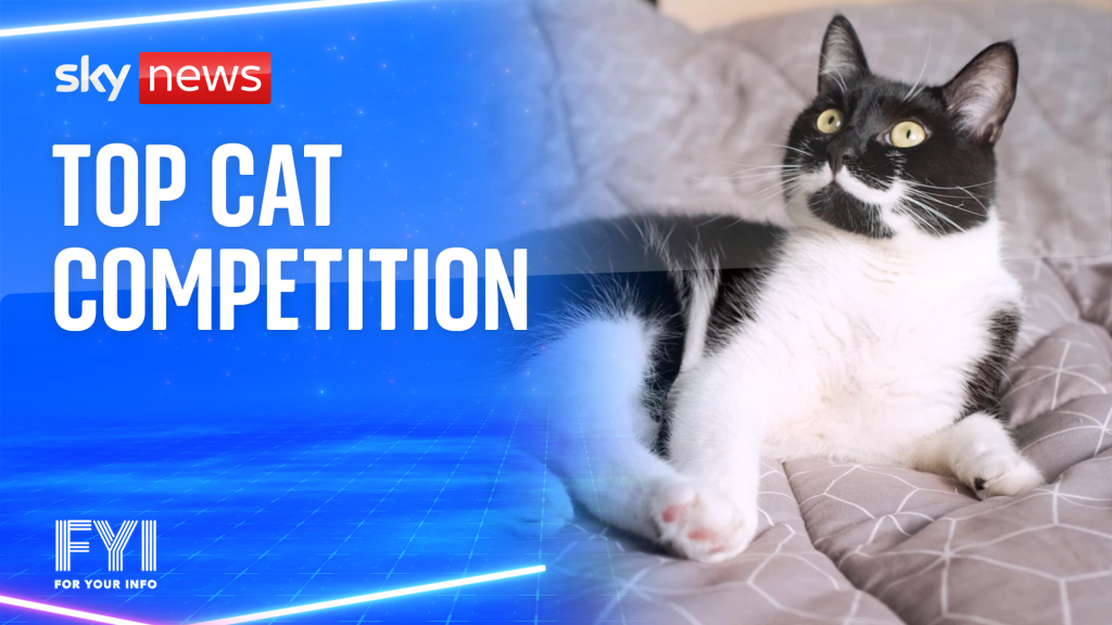 OMG! Top cat competition (00:36) - First News Education